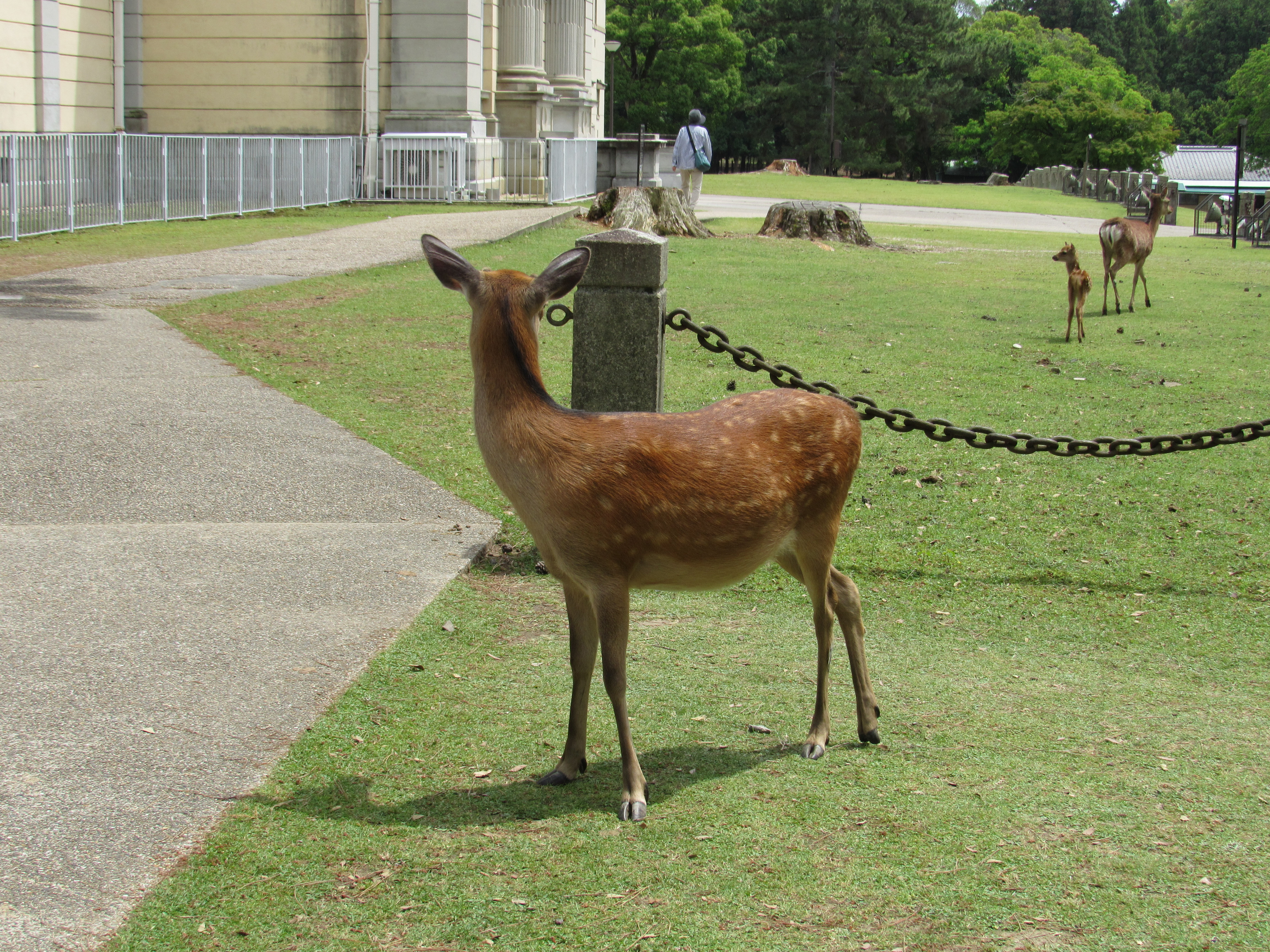 Deer, Nara, 2025