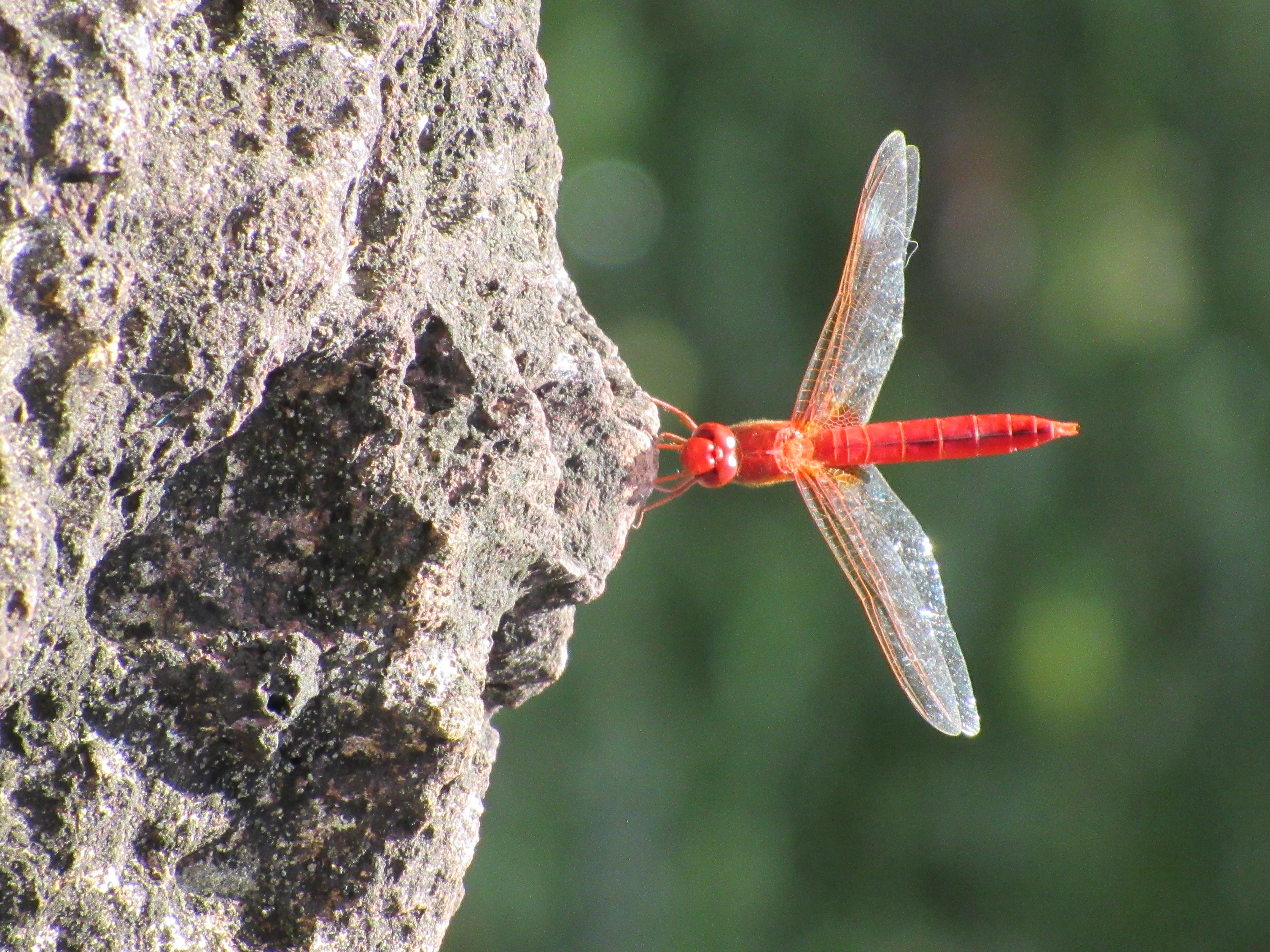 Dragonfly, Okinawa, 2025